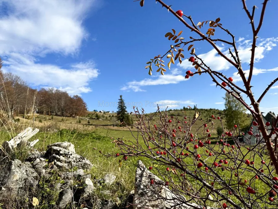 Four large apartments for sale in durmitor national park zabljak 14076 3