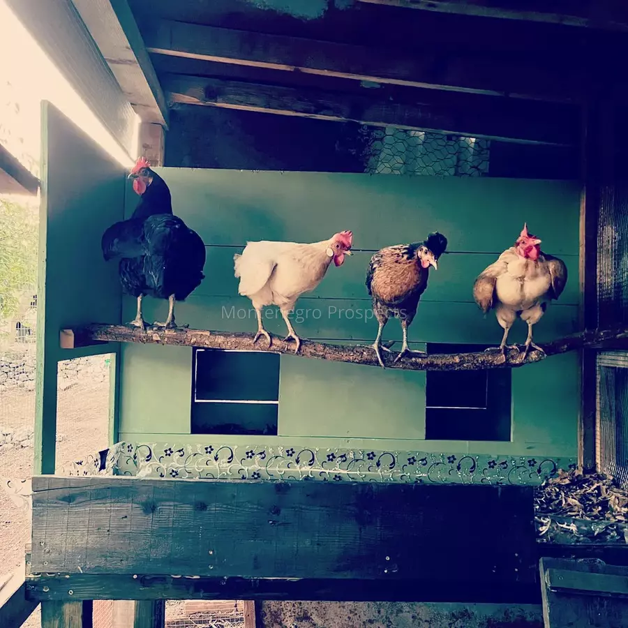 14160 large estate near the lake skadar 42