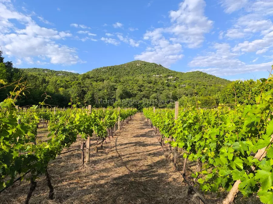 14187 vinograd drusici 1