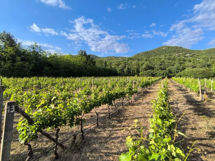 14187 vinograd drusici 10