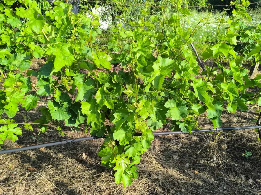 14187 vinograd drusici 7