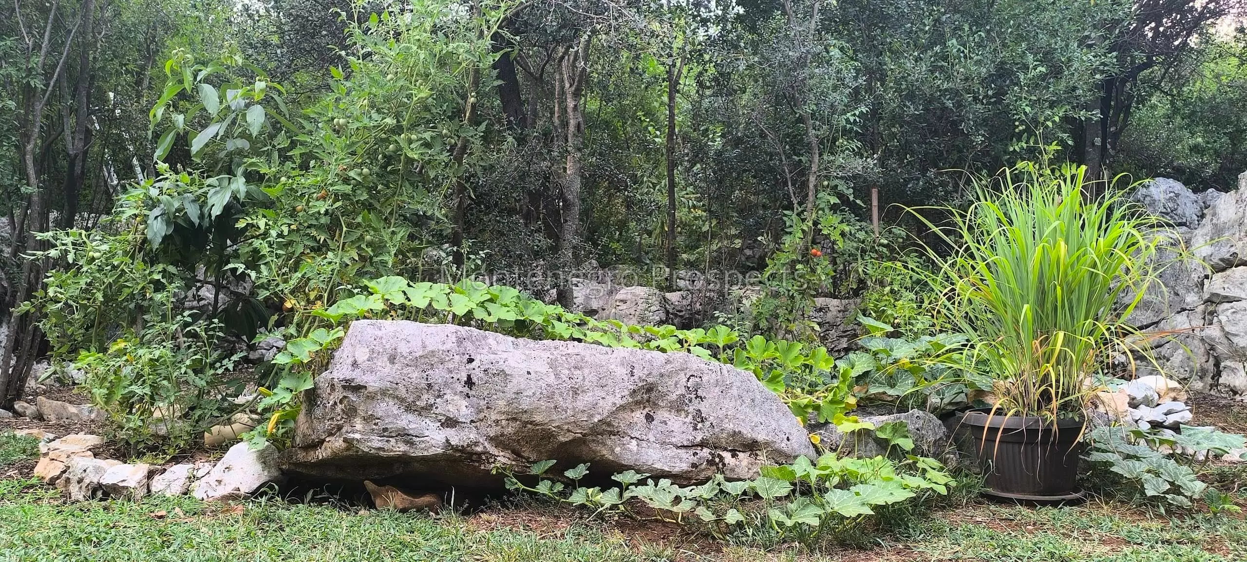 14160 large estate near the lake skadar 39